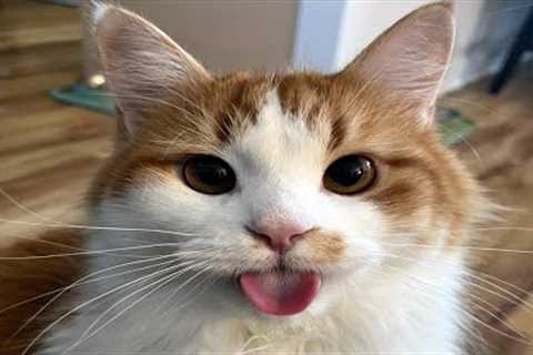 FUNNY CAT MEMES COMPILATION OF 2023 V29
