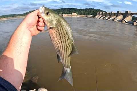 Hot bite hybrid bass/wiper fishing Willow dam on the Ohio river