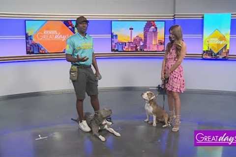 Dog Training 101