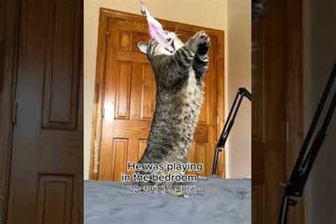 Kitty are you okay? Kitty are you okay? #shorts #funny #cat