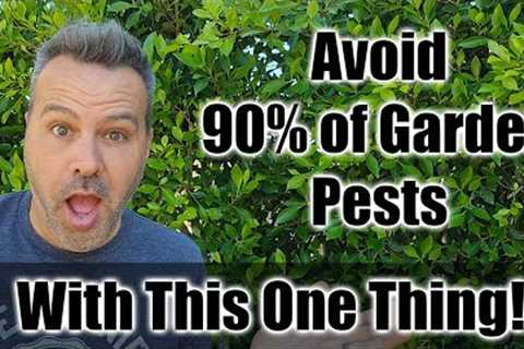This ONE THING Gets Rid of 90% of Pest Damage in Your Garden.