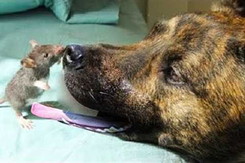 8 Most Heartwarming Friendships Between Animals