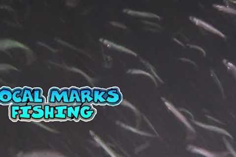 Incredible Fish Feeding Frenzy.