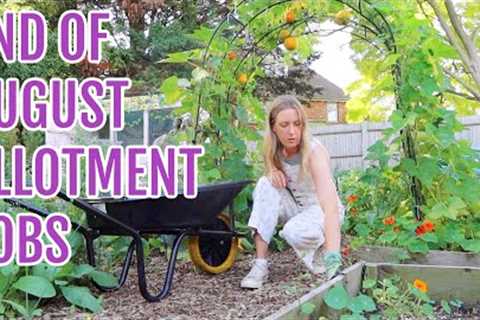 END OF AUGUST ALLOTMENT JOBS / ALLOTMENT GARDENING FOR BEGINNERS