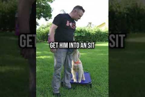 Does Your Dog Always Need Food While Training?