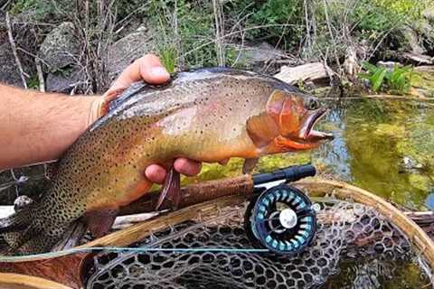 Fly Fishing NATIVE Trout at a MOUNTAIN Lake!! (Catch &amp; Cook)