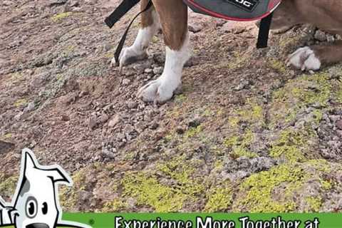 What Is The Best Dog Backpack?