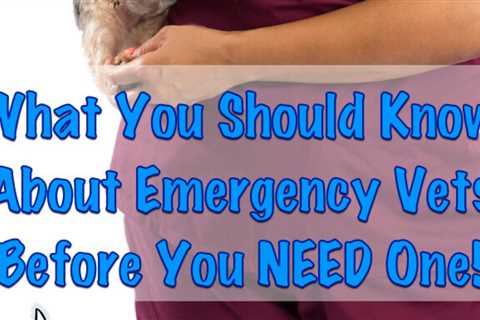 What You Should Know About Emergency Vets (Before You Need One)