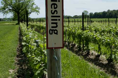 Uncorking New York’s Finger Lakes Wine Country With Dogs