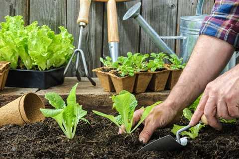 What Gardening Techniques Are Important for Beginners to Learn?