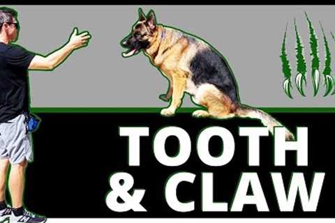 Ridiculously Reactive German Shepherd - She’ll Do This All Day! Getting Him in the Circle of Trust?