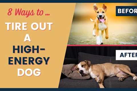 High Energy Dog Care and Training Tips