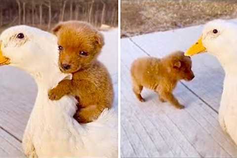 7 Best Animal Friendships in The World