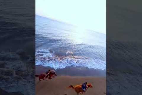 MEPS SZ2306 , 5-inch FPV drone | horse racing by the sea