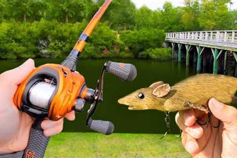Fishing a Rat Lure for Pond MONSTERS!