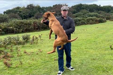 Teach your crazy dog the best leash manners ever
