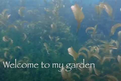 Sierra Mountains  Lake, Scuba Diving