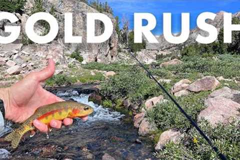 Catching Tons of GOLDEN TROUT in this Mountain Creek! (Tenkara Fly Fishing)