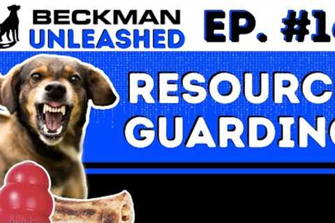 Our Take on the Dog Daddy Podcast - Resource Guarding - People, Food &amp; Toys. Rhodesian..