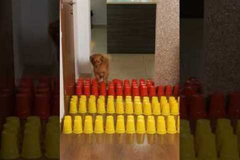 Funny dog challenges from TikTok #shorts