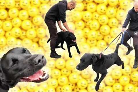 Dog Reactive Lab (with Aaron)