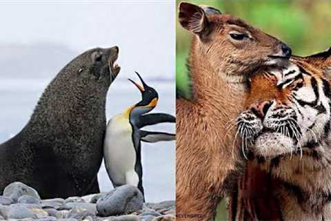 7 Best Animal Friendships in The World #2