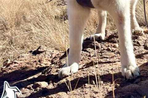 Helping A Dog With Arthritis Keep Going
