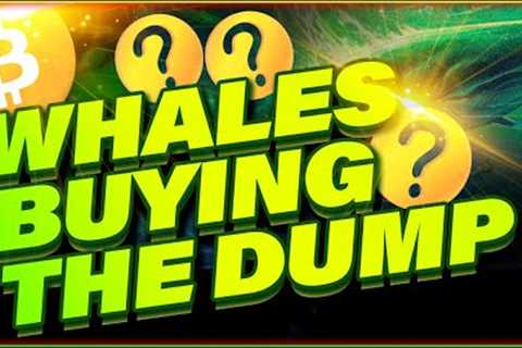 CRYPTO WHALES ARE SECRETLY BUYING THE DUMP | BTC or Altcoins?