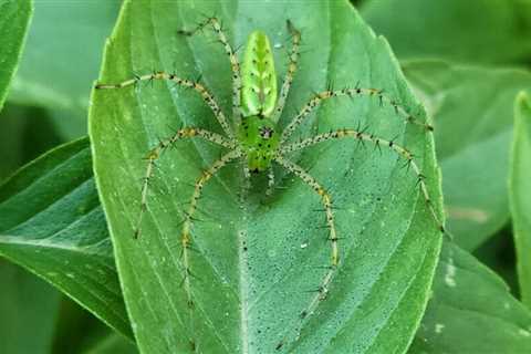 What to Know about Garden Spiders