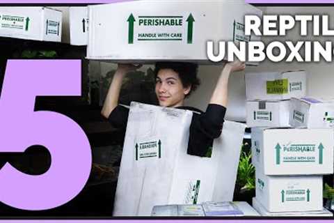 Unboxing 12 Unique Pet Reptiles! Big, Neglected Animals and Aquatics