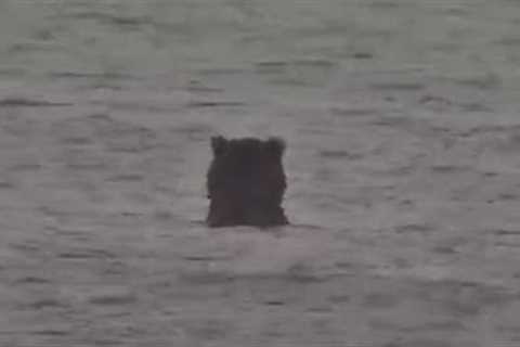 Cute bear fishing way out in the lake 2023-09-03 c. 11:20am KRV explore.org