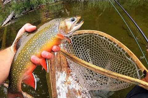 This Lake is LOADED!! Fly Fishing for CHUNKY Brook Trout!