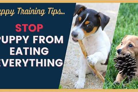 Dog Training Tips for Puppies That Eat Everything