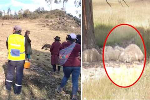 This Farmer In Peru Just Revealed That 33 Sheep Were Found With Holes Days After This Happened