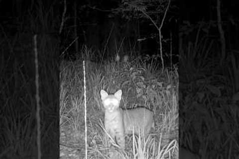 🐱Bobcat Stops to Check out my Trail Camera #alabama #wildlife #trailcam #catshorts