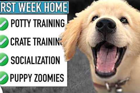 AVOID Common First Week Home Puppy Training Mistakes