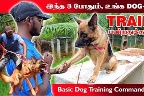 Dog Training | Basic Commands | How to Train a Puppy | Dog Training Tamil | Dogs Playing | Gsd Dog