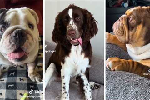 Best DOG Videos Ever!! 🐶 (Compilation of Funniest PUPPIES) 🐶🐶