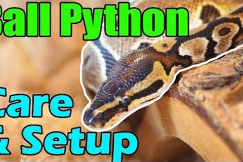 How to Care for Ball Pythons!