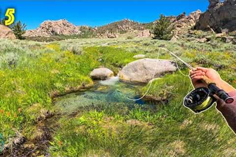FINDING THE RAREST TROUT ON EARTH! (Fly Fishing) || California Gold Pt 5 (Paiute Cutthroat)