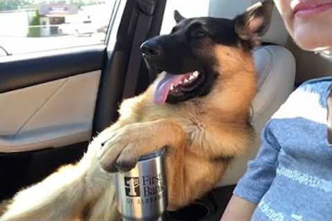 German Shepherds thinks he's my boss 😱 FUNNIEST Dogs