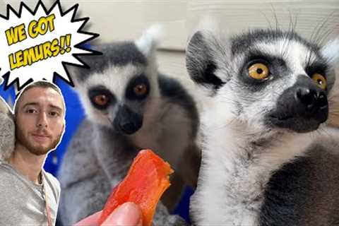 I rescued 2 Lemurs!!