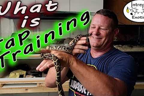 What is hook-Tap Training? Is it overused?
