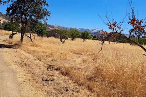 Coyote dirt, Standing
