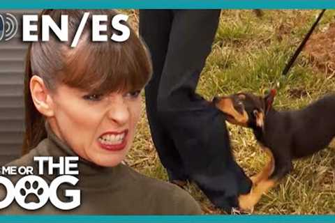 Rottweiler Puppy Attacks Owner on Walks! | It's Me or The Dog