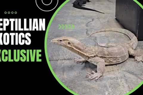 EXCLUSIVE Surprise, Asian Water Monitor Genetics LEVELED UP!!!