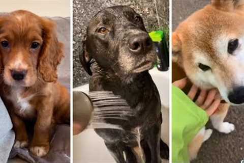 Best DOG Videos Ever!! 🐶 (Compilation of Funny PUPPIES) 🐶🐶