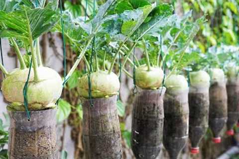 Maximize Your Kohlrabi Yield With Plastic Bottle Gardening