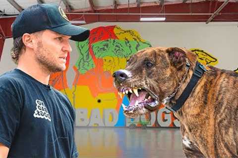 Is This New Dog Too Dangerous For This Couple?