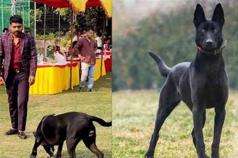 Unlock Your Dog's Potential: The Ultimate Guide to Training 101 ||Basic Dog Commandsdog trainer